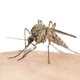 Illustration for article titled Many Bug Sprays Are Just Unregulated, Ineffective Garbage